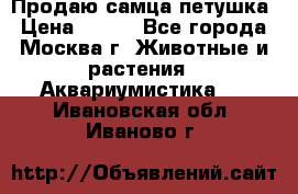 Продаю самца петушка › Цена ­ 700 - Все города, Москва г. Животные и растения » Аквариумистика   . Ивановская обл.,Иваново г.